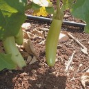 AUBERGINE Louisiana