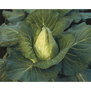 CHOU Coeur de Boeuf des Vertus