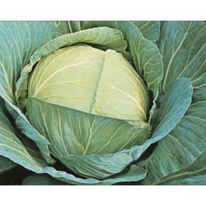 CHOU Marché de Copenhague