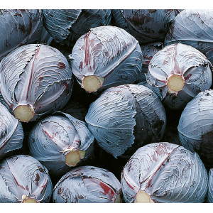 CHOU rouge Integro F1