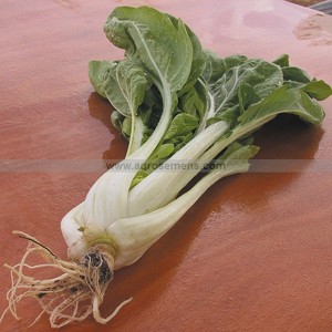 CHOU de Chine Pak Choi Taisai