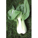 CHOU de Chine Pak Choi Taisai