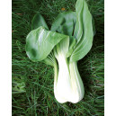 CHOU de Chine Pak Choi Taisai