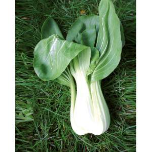 CHOU de Chine Pak Choi Taisai