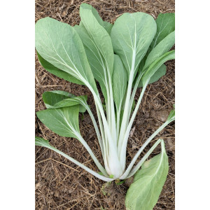 CHOU de Chine Pak Choi Taisai