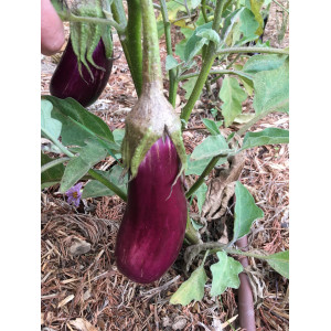 AUBERGINE Violette de Toulouse