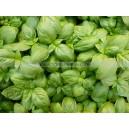 BASILIC Genovese Eleonora