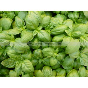 BASILIC Genovese Eleonora