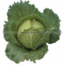 Graine bio CHOU de Milan Gros des Vertus 