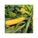 COURGETTE Jaune (variété population)