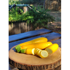 COURGETTE Jaune (variété population)