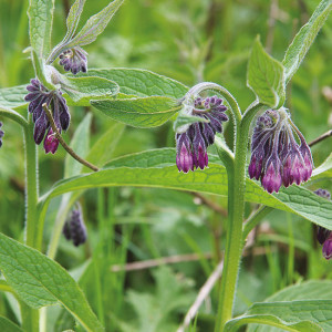 CONSOUDE Officinale