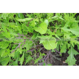 MESCLUN Asiatique