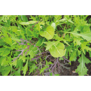MESCLUN Asiatique