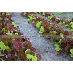 MESCLUN de Laitues