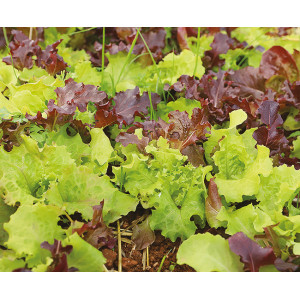 MESCLUN de Laitues