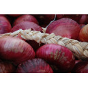 OIGNON Rouge de Toulouges