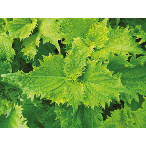 PERILLA vert