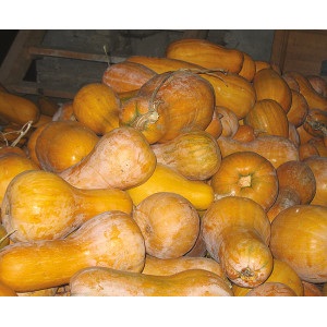COURGE Canada Mezoïdes