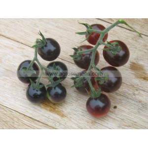 TOMATE Blue berries