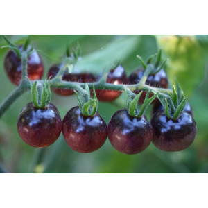 TOMATE Blue berries