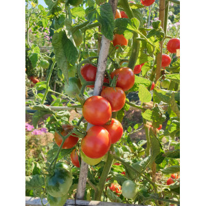 TOMATE Belle Arlésienne