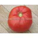 TOMATE Belmonte