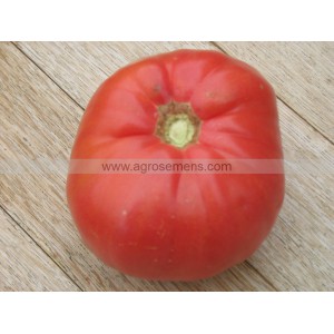 TOMATE Belmonte