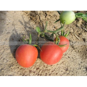 TOMATE Fuzzi peche rose