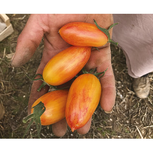 TOMATE  Blush