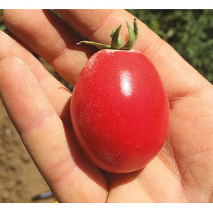 TOMATE German Lunch Box