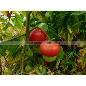 TOMATE Brandywine Rouge