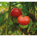 TOMATE Brandywine Rouge