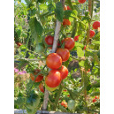 TOMATE Belle Arlésienne (QUALITÉ PREMIUM)