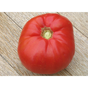 TOMATE Belmonte (QUALITÉ PREMIUM)