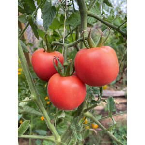 TOMATE Fuzzi peche rose (QUALITÉ PREMIUM)