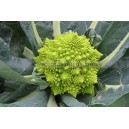 CHOU FLEUR Romanesco Natalino