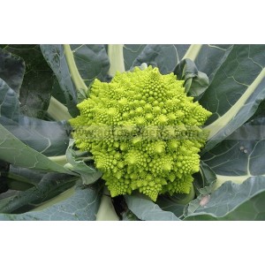 CHOU FLEUR Romanesco Natalino