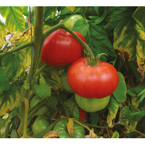 TOMATE Brandywine Rouge (QUALITÉ PREMIUM)