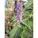 AGASTACHE 