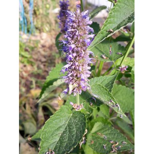 AGASTACHE 