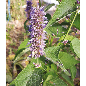 AGASTACHE anisée