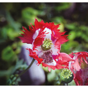 PAVOT Danish Flag PAVOT Danish Flag