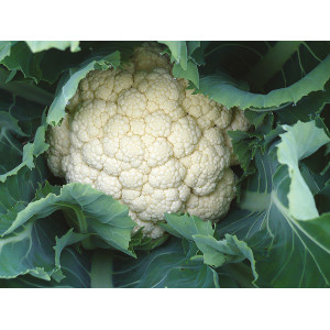 CHOU-FLEUR Tardif d'Angers