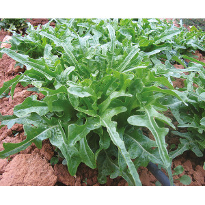 LAITUE Cressonnette du Maroc 