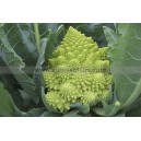 Graine bio Chou-Fleur Romanesco Veronica F1 