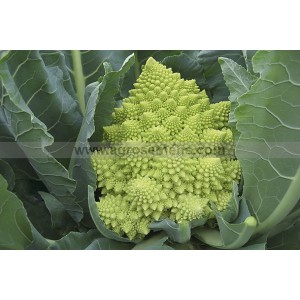 CHOU FLEUR Romanesco Veronica F1