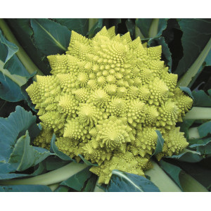 CHOU FLEUR Romanesco Veronica F1