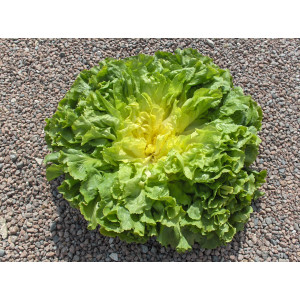 CHICOREE Scarole Géante Maraîchère 