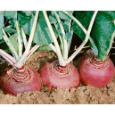 RUTABAGA Helenor
